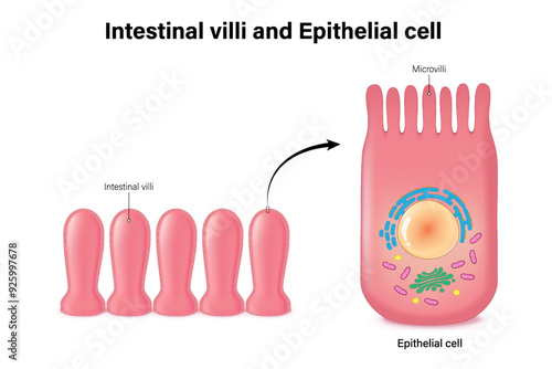Structure of intestinal villi and epithelium cell. Medical education. Close-up of epithelial cells with microvilli. Small intestine anatomy.