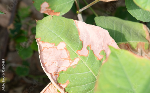 Fényképezés sun burn effect on ornamental plant leaf