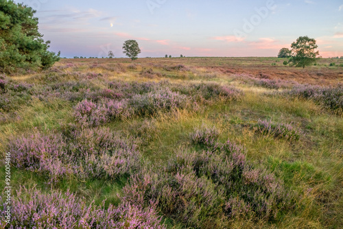 Heather with sunset on ginkelse heide in Ede. photo