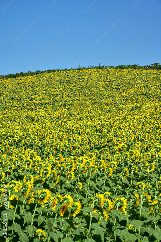 girasoli girasoli