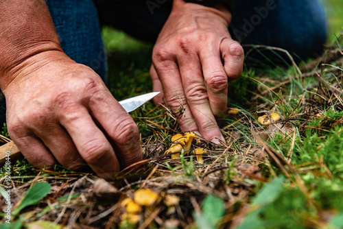 Picking wild forest yellow chanterelles mushroom harvest.