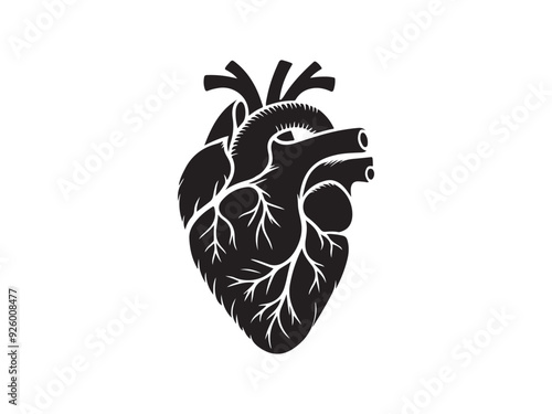 Human heart anatomically art illustration Vector isolated.