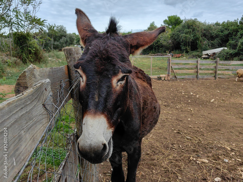 Donkey at the farm in the village in Premantura, in Istria, Croatia