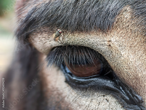 Donkey at the farm in the village in Premantura, in Istria, Croatia