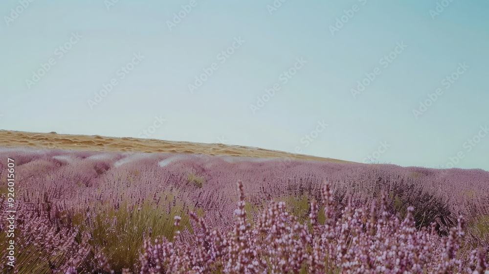 Obraz premium Lavender Field Under a Clear Sky