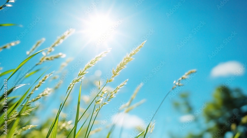 Summer Sunshine: Grass sways gently in the warm summer breeze, bathed in the golden light of a brilliant sun, against a backdrop of azure skies. Summer Sunshine: Grass sways gently in the warm summer breeze, bathed in the golden light of a brilliant sun, against a backdrop of azure skies.