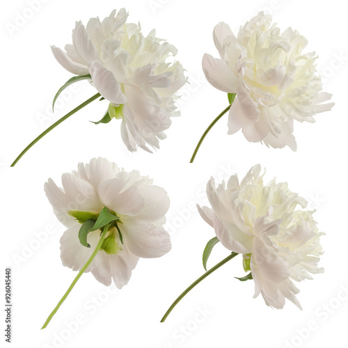 stem with leaves and flower of a tree-shaped maroon peony, isolate for clipping on a white background photo