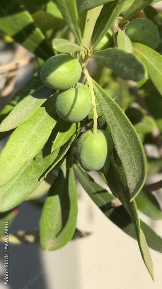 Olive tree with fruits growing in the Mediterranean region. Olive tree with fruits growing in the Mediterranean region.