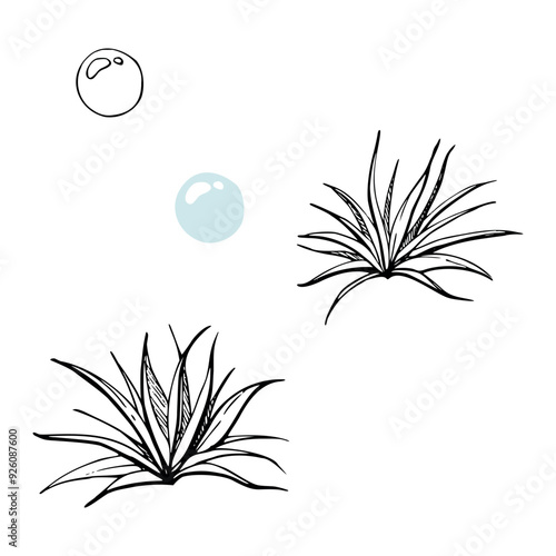 Botanical plant leaves bush bubble, Marine life, sea ocean underwater algae seaweed, Ink and pen sketch hand drawn. Single object illustration isolated on white. Zoo shop, aquarium, cosmetics, resort