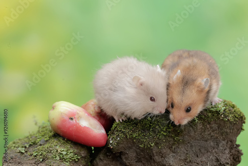 Two Campbell dwarf hamsters are eating a water apple that fell on the moss-covered ground. This rodent has the scientific name Phodopus campbelli. photo