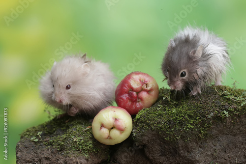 Two Campbell dwarf hamsters are eating a water apple that fell on the moss-covered ground. This rodent has the scientific name Phodopus campbelli. photo