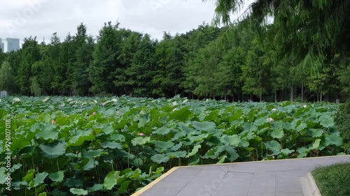 A serene lake covered with a vast expanse of lotus flowers and large, round leaves swaying in the wind. A footpath runs alongside the water in an urban park. Sun Lake Park, Ningbo China photo