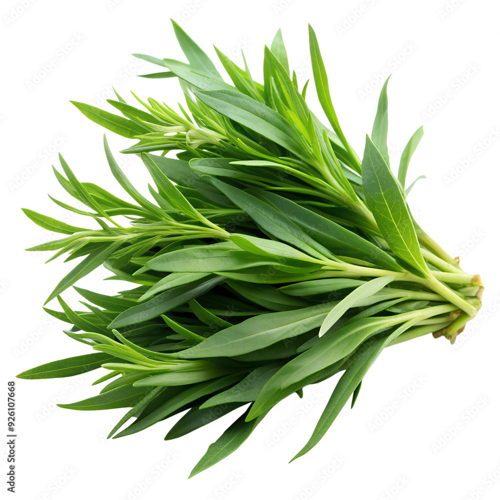 Fototapeta premium Tarragon isolated on a transparent background