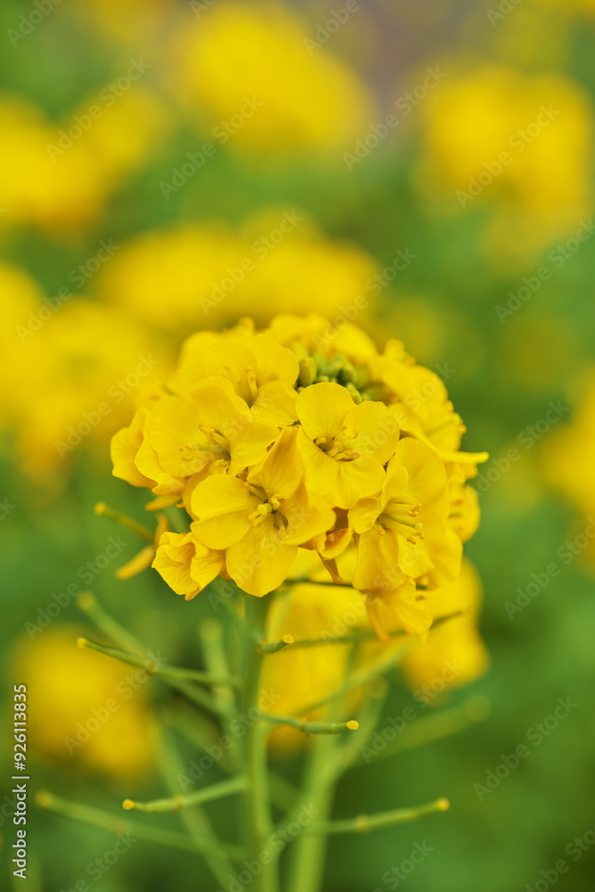 春色の黄色い花 春色の黄色い花