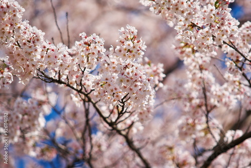 華爛漫