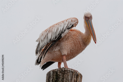 Telephoto shot of a great white pelican -Pelecanus onocrotalus-near Walvis Bay, Namibia photo