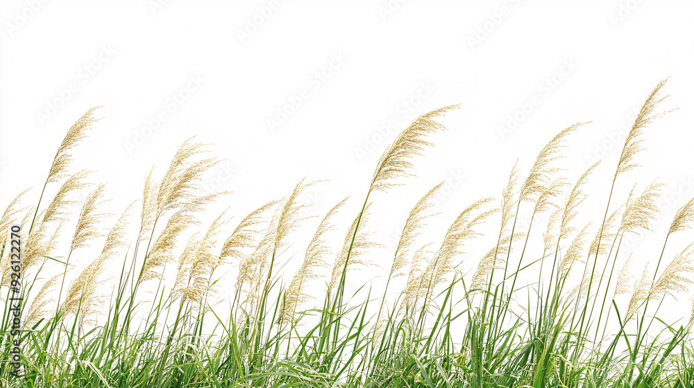 Tall Grass with White Background Tall Grass with White Background