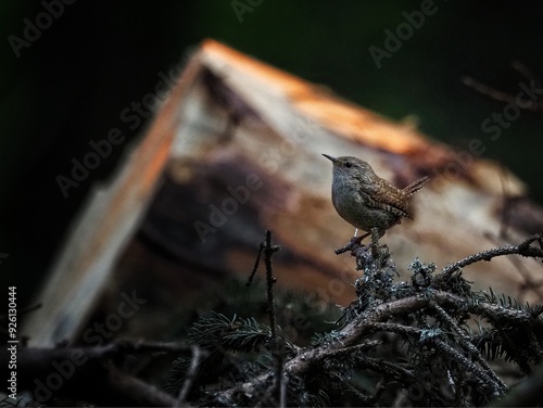 Eurasian wren (Troglodytes troglodytes) Little bird, cute bird photo