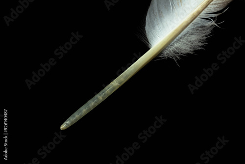 Fotografi The calamus of pigeons feather close-up, hollow shaft isolated on a black backgr