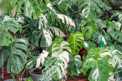 Monstera Deliciosa Variegata which is cultivated in a garden to be sold or rented to other parties photo