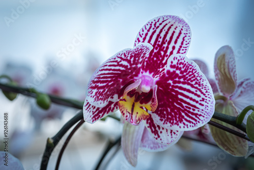 Doritaenopsis orchids are cultivated in a garden to be sold or rented to other parties photo