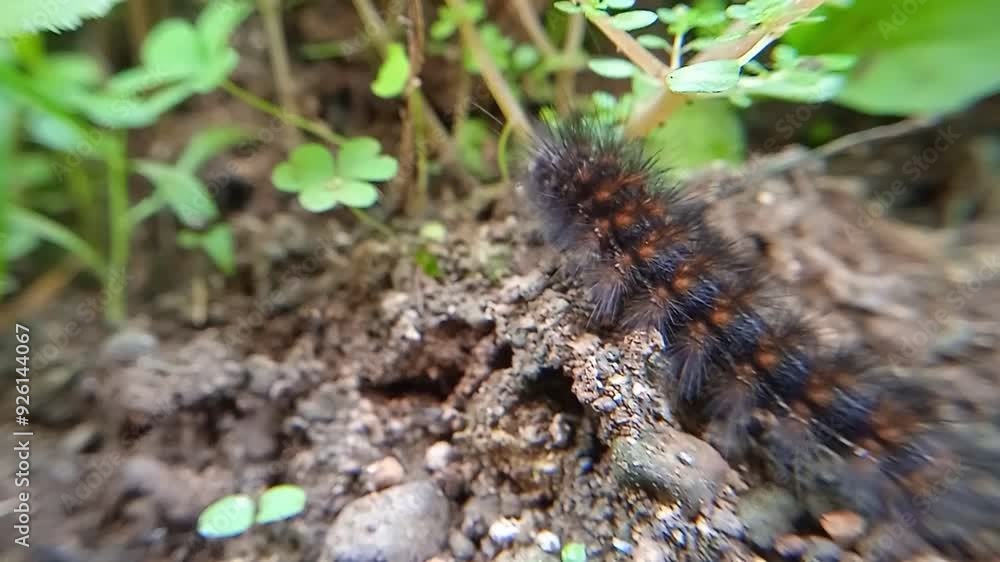 Caterpillars foraging for food Caterpillars foraging for food