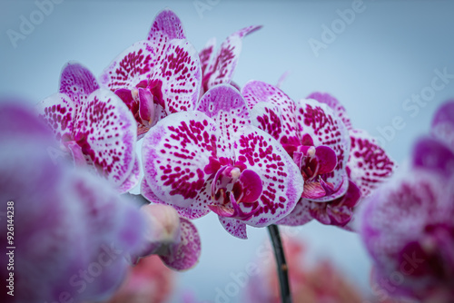 Doritaenopsis orchids are cultivated in a garden to be sold or rented to other parties photo