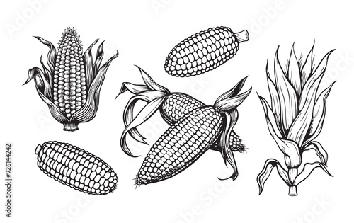 Drawing corn plant, cob, grains, detailed liner drawing, sketch, packaging design element, labels, menu, isolated vector object of a botanical illustration of corn