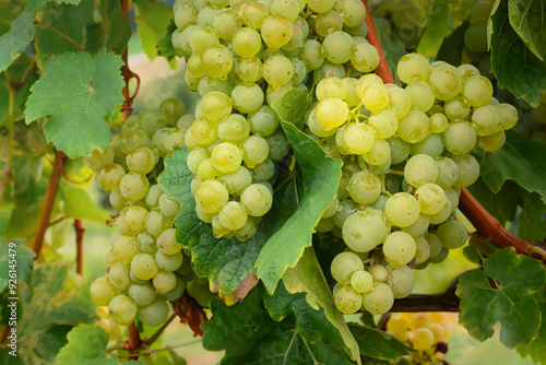 Wallpaper Mural Light green grape berries on blurred background Torontodigital.ca