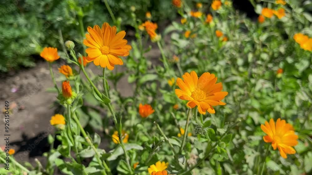 medicinal plant calendula blooming in the flower garden medicinal plant calendula blooming in the flower garden
