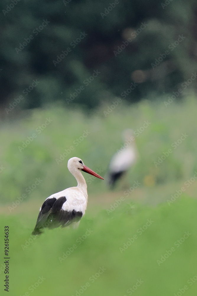 nel campo nel campo