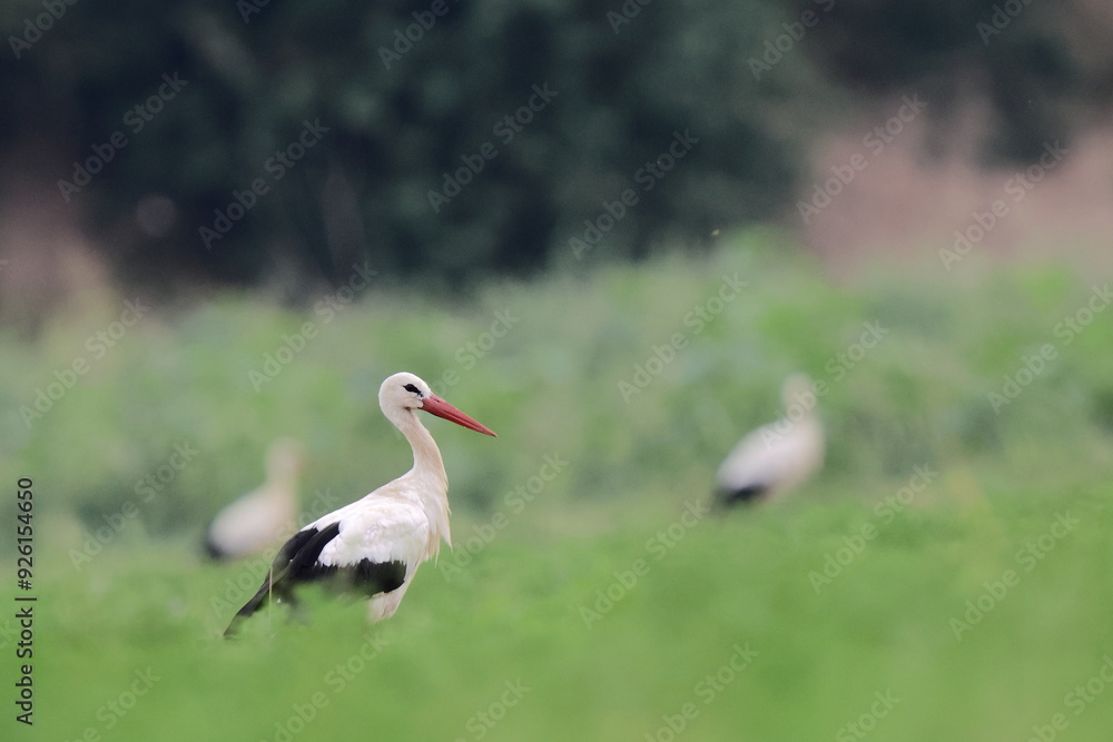 Fototapeta premium nel campo