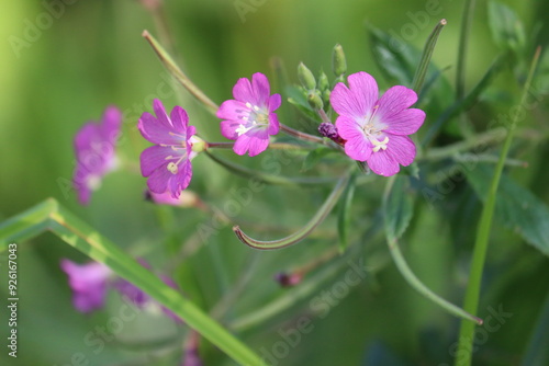 Flowering great hairy willowherb (Epilobium hirsutum) plant in wild nature