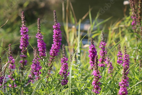Flowering purple loosestrife (Lythrum salicaria) plant in wild nature