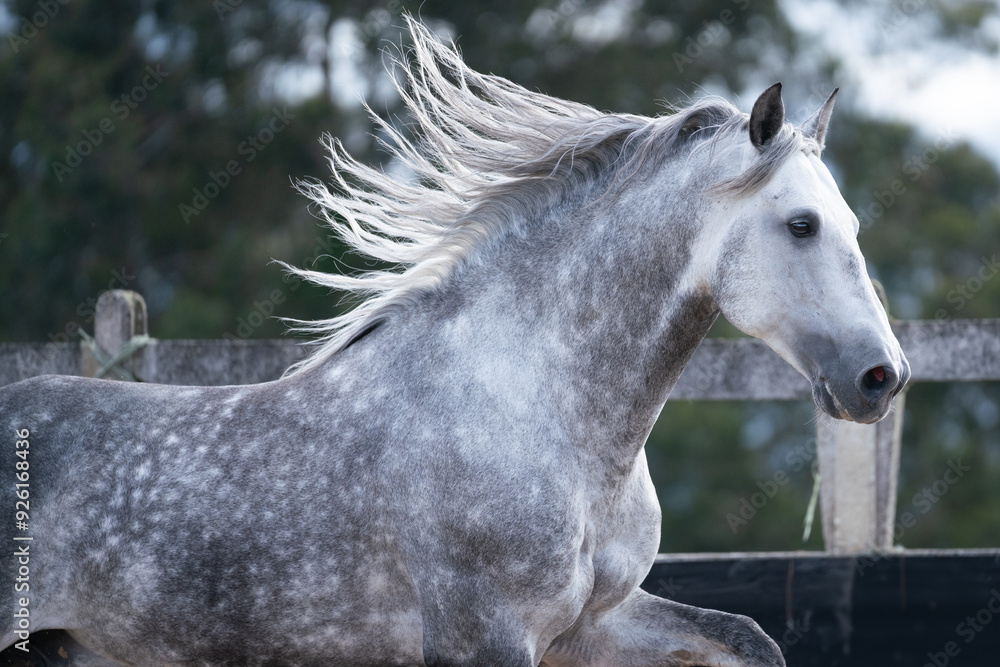 Fototapeta premium horse portrait