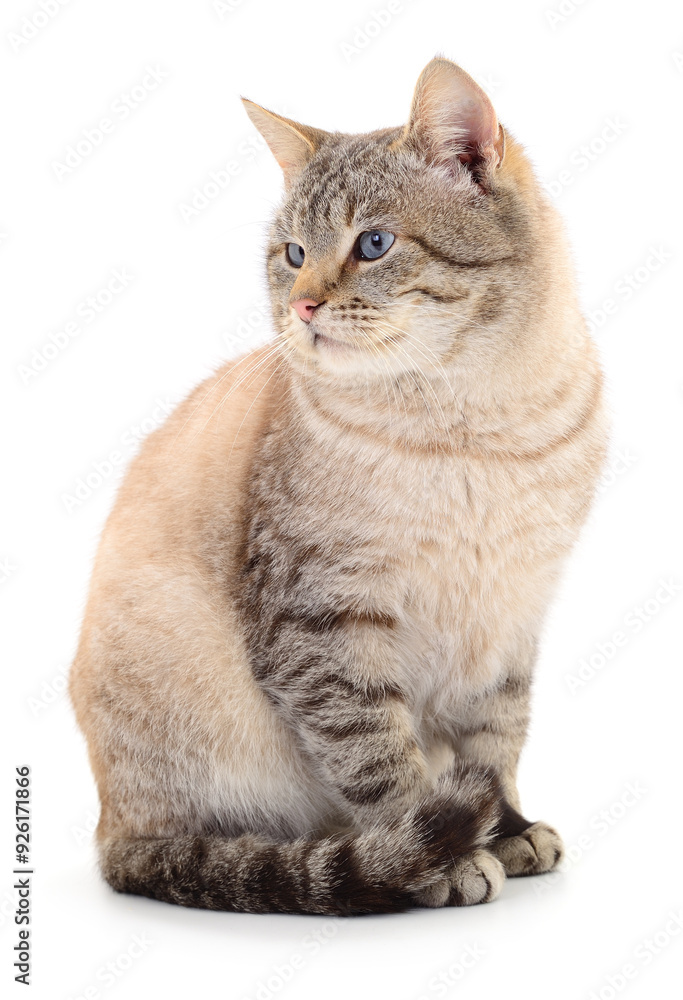 Obraz premium Dark gray cat.