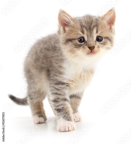 Kitten on white background.