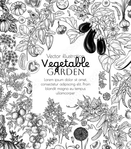 Vector vegetable garden frame. Vegetables and greens. Tomatoes, cucumbers, eggplant, garlic, pumpkin, dill, rosemary, parsley, pepper, chili pepper