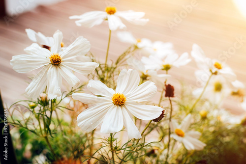 Cosmos bipinnatus white flowers in sunligt photo