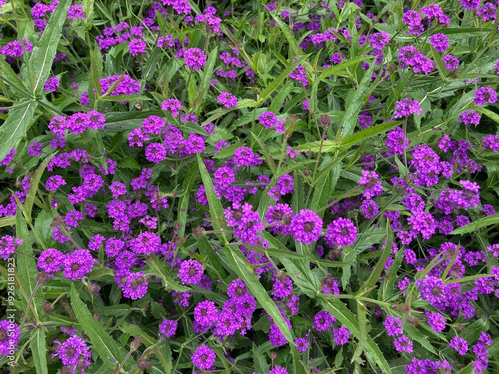 Lila Blumen in der Natur / Eisenkraut
Formatfüllend Lila Blumen in der Natur / Eisenkraut
Formatfüllend
