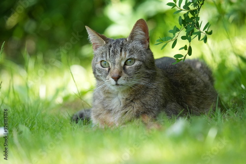 Wallpaper Mural Aufmerksame Katze, Wallpaper, Desktophintergrund Torontodigital.ca