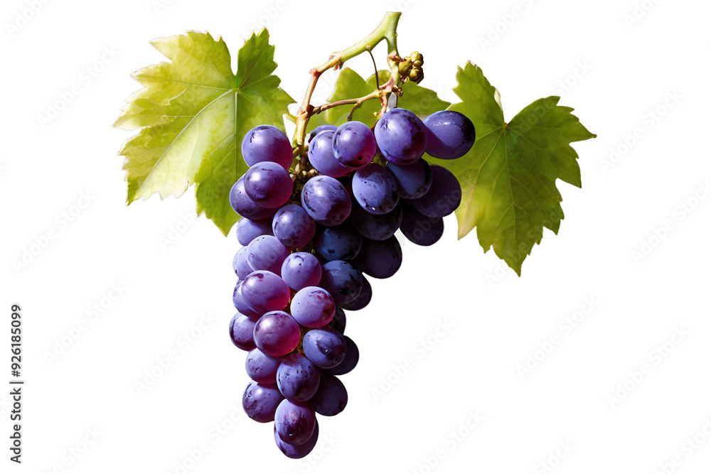 Fototapeta premium Cascading purple grapes, isolated on white background, full depth of field