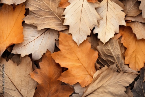 Wallpaper Mural Backgrounds leaves plant leaf. Torontodigital.ca