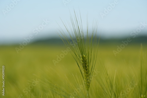 Kornähre, Wallpaper, Desktophintergrund