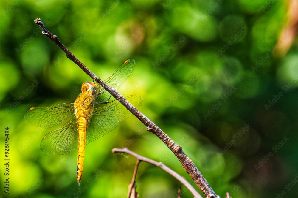 Dragonfly on twig against green background. Scarlet skimmer Dragonfly on twig against green background. Scarlet skimmer