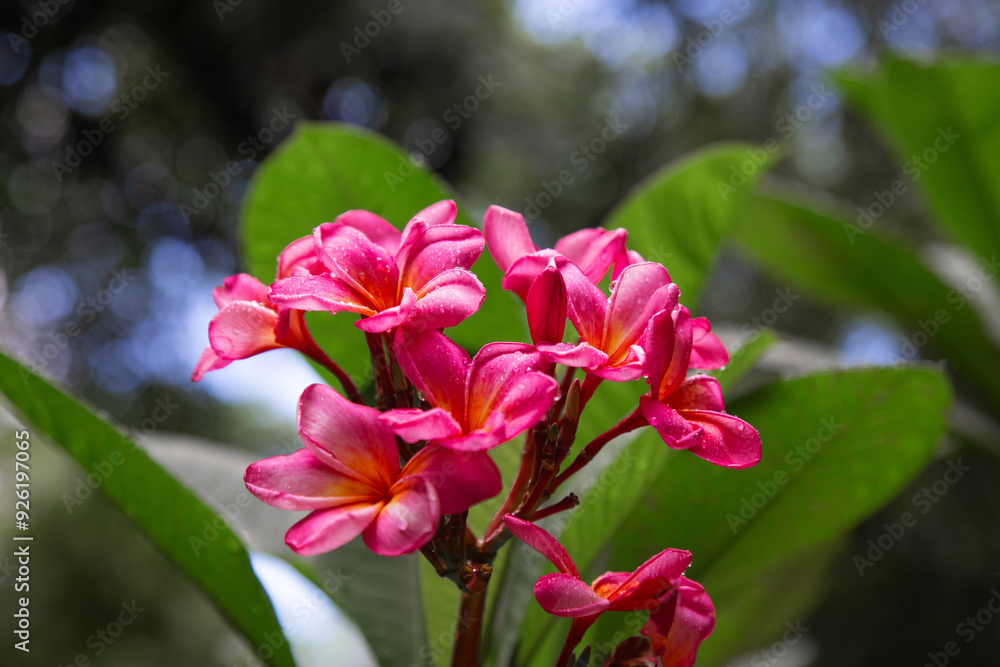 Tropical flower pink plumeria Tropical flower pink plumeria