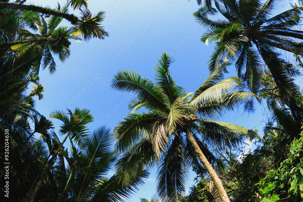 Coconut trees under blue sky Coconut trees under blue sky