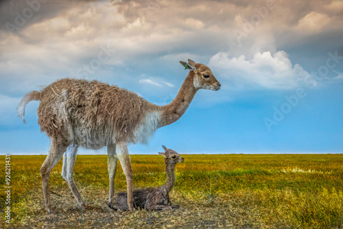 A baby Vikunja with mother in a grassy field photo