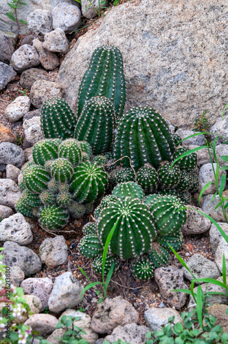 Singapore, Echinopsis oxygona or  Easter lily cactus in cactus garden photo