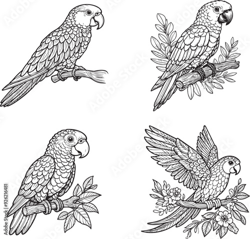 A parrot line art coloring book illustration for kids